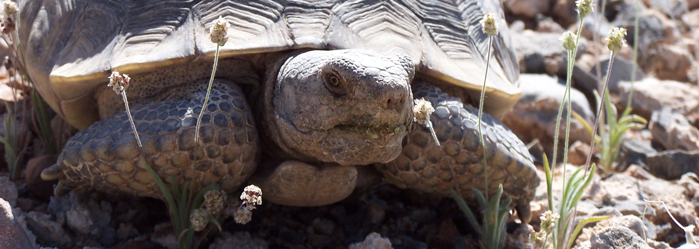 Mojave Desert Tortoise: see Clark County Science Advisor Description